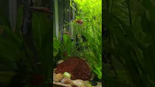 I finally got my nerite snails to eat something cucumber [upl. by Indihar]