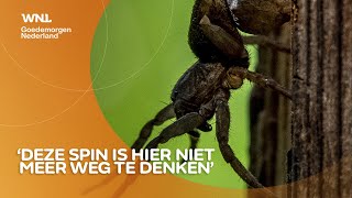 Meer insecten en spinnen in Nederland waaronder giftige wolfspin [upl. by Jonell2]