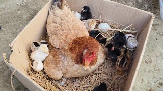 how to hatch a chicken egg  hatching chicken eggs [upl. by Ennirak]