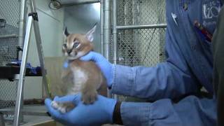 Caracal kittens at five weeks Growing fast [upl. by Assenev]