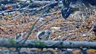 Iris Offers First Bites Of Fish To Youngest Chick Hours After Hatchling – June 17 2024 [upl. by Nottnerb]