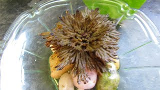 Our Rose of Jericho Plant  Resurrection plant  Selaginella lepidophylla UPDATE [upl. by Ume372]