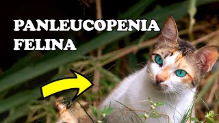 Panleucopenia felina  Gatil Hauser [upl. by Watkins]