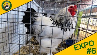 EXPOSITION AVICOLE  EPISODE 6  LES POULES SUR LEXPOSITION DE LIMOGES 🦆🐓 [upl. by Karsten128]