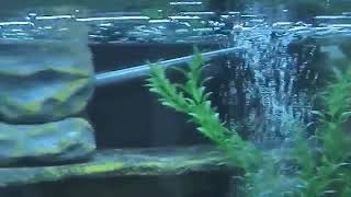 DIY Aquarium Background Styrofoam and Sikatop Seal 107 [upl. by Tallou]