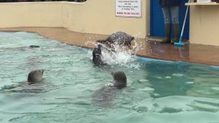 Feeding time with the baby seals at Natureland Seal Sanctuary Skegness 16417 [upl. by Naujid]