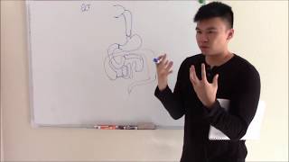 USMLE GIT 1 Embryology Anatomy and Gastrointestinal Ligaments [upl. by Sudoeht]