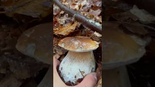 PORCINO sotto il DILUVIO 😍porcini funghiporcini funghi boletus boletusedulis porcino [upl. by Trini552]