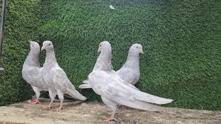 Saleti kammanger kabotar Kabootar Pigeon Oringna [upl. by Gabriell]