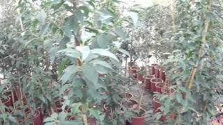 Big Plant Nursery  Prunus lusitanica Myrtifolia [upl. by Tommie]