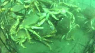 Crabbing in Victoria BC with GoPro [upl. by Diantha275]