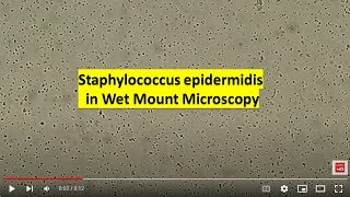 Staphylococcus epidermidis in Wet Mount of Culture [upl. by Efthim63]