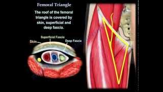 Femoral Triangle  Everything You Need To Know  Dr Nabil Ebraheim [upl. by Eberto]