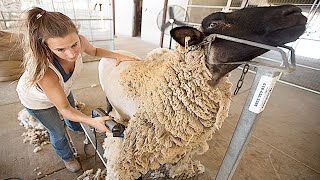 Amazing Modern Automatic Sheep Farming Technology  Fastest Shearing Cleaning and Milking Machines [upl. by Nelav]