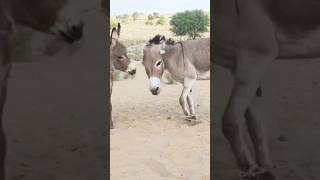 Donkeys videos shorts [upl. by Sublett]