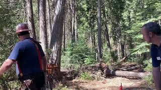 Logging Cedar for Firewood With the Husqvarna 395XP And the tree eats the Jack [upl. by Kala]