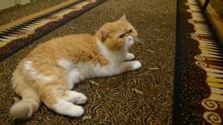 Cat Video Exotic Shorthair Cat sitting and playing [upl. by Argela686]