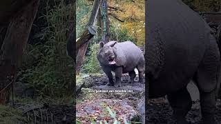 Wist je dat de Indische neushoorn maar één hoorn heeft 🦏 [upl. by Mar609]