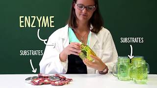 Enzymes and Cascade Reactions [upl. by Niarbo612]