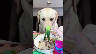 Lets watch Kikos delicious food  Doglife Ep31 dog doglover doglife puppy puppies pets fyp [upl. by Crispin]