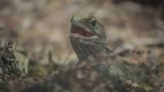 Tuatara  National Aquarium of New Zealand [upl. by Erihppas]