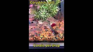 Corydoras Julii [upl. by Bevan73]