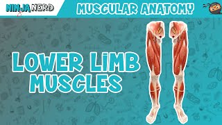 Muscles of the Lower Limb  Anatomy Model [upl. by Renckens]