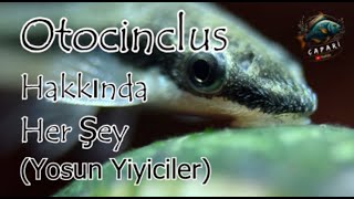 Otocinclus Hakkında Her Şey [upl. by Charles50]