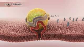 HDL amp Reverse Cholesterol Transport HD [upl. by Servetnick]