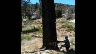 Falling a tree using hydraulic jacks [upl. by Etnahc917]