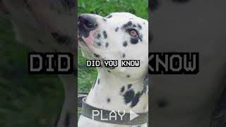 Did You Know This About The Dalmatian [upl. by Annaegroeg770]