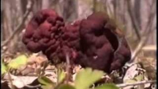 Gyromitra Esculenta  The Beefsteak [upl. by Eynahpets]