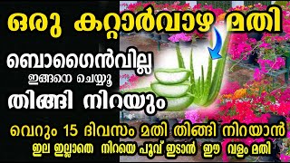 ഒരു മുറി കറ്റാർവാഴ മതി ബോഗൈൻവില്ല തിങ്ങി നിറയാൻ pruning kadalas rose flowering boost malayalam [upl. by Stesha6]