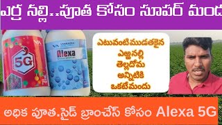 మిరప లో 11స్ప్రే Alexa5G ఎర్ర నల్లి quotఅధిక పూతquot కాపు కోసం agriculture farming naithikAgriculture [upl. by Shult957]