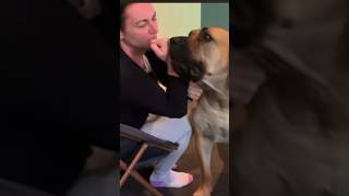 Big Boerboel wants to Play Fight [upl. by Darcie854]