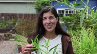 Growing Milkweed for Monarch Butterflies [upl. by Liw]