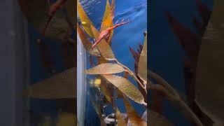 Sea dragon georgiaaquarium seadragons youtubeshorts shortsseaanimals [upl. by Fricke]