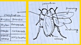 Classification of animals Phylum  Arthropod  Cockroach labelled diagram and classification [upl. by Ariek513]