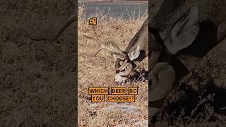 WHICH DEER DO YOU CHOOSE deer hunting deerhunting bucks shorts [upl. by Aelyak]