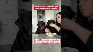 Pare de dar comida pro seu cachorro na mesa [upl. by Eulalee]