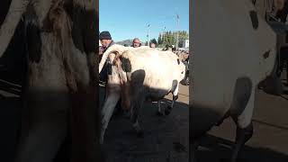 İRİ BİR İNEK 🐄 hayvancilik animals heyvanlar inek  HAYVAN PAZARI [upl. by Belinda]