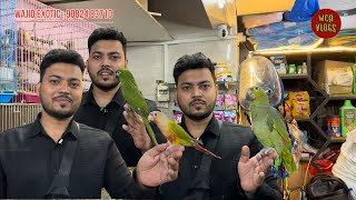 Wajid exotic pets new stock update Exotic Birds BirdLover Mumbai [upl. by Raskind]