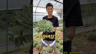 プロが教えるエケベリアの多肉植物収穫テクニック 多肉植物 [upl. by Ahsemrak]