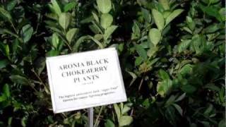 Aronia Berry Plants for Sale at DiMeos Aronia Black Chokeberry Plants Nursery [upl. by Norty]