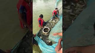 fishingvideo fishing villagefish seafood fish carpfishing fishcuting [upl. by Kameko]