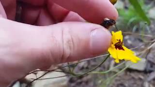 Plains Coreopsis Coreopsis tinctoria growing and how to Save Plains Coreopsis seeds [upl. by Amilah363]