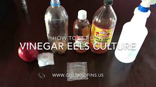 How to Culture Vinegar Eels [upl. by Alene]