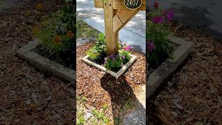 How A Gardener Beautifies His Mailbox garden flowers [upl. by Nrojb384]