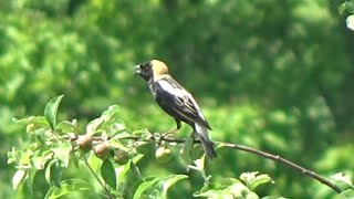 Bobolink quotIncredible footage of this uncommon bird singingquot [upl. by Llevad356]