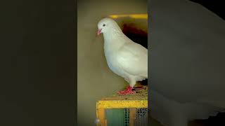 Hera Aseel Pigeon Kabootar Parwazi Pigeonlovers [upl. by Wamsley]